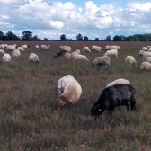 Dwingelderveld natuurpark, fietstocht (6)