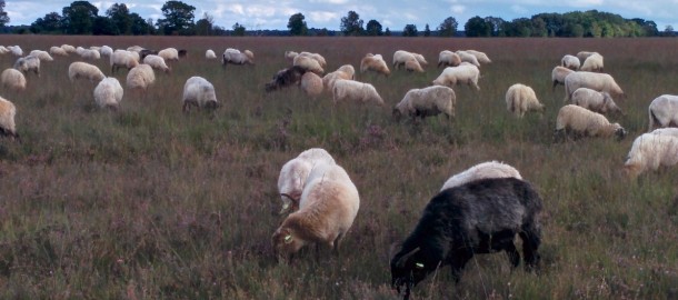 Dwingelderveld natuurpark, fietstocht (6)